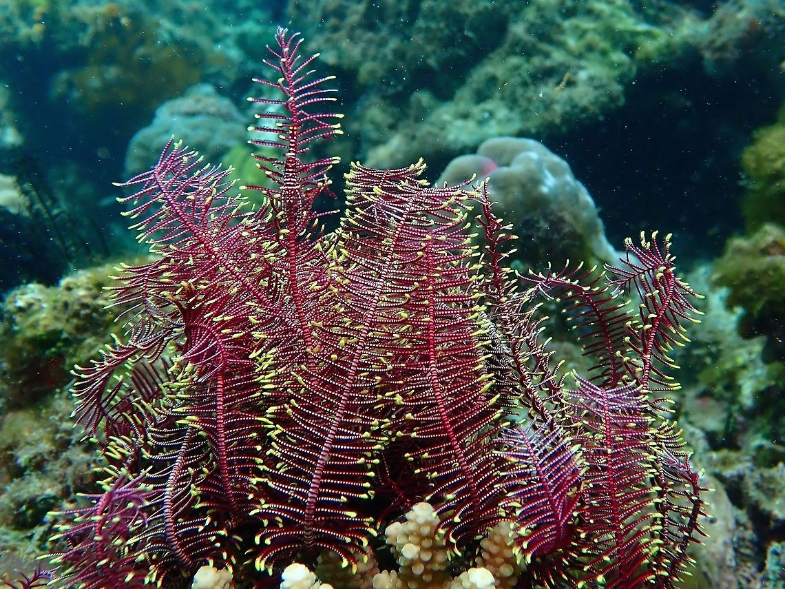 Common Crevice Feather Star This Feather Stars usually hosts Shrimps, can you find one? Anilao,Batangas,Comanthus parvicirrus,Common Crevice Feather Star,Feather Star,Philippines