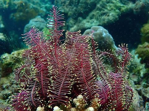 Common Crevice Feather Star This Feather Stars usually hosts Shrimps, can you find one? Anilao,Batangas,Comanthus parvicirrus,Common Crevice Feather Star,Feather Star,Philippines
