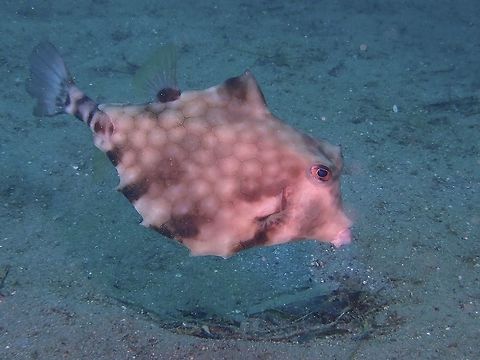 Humpback Turretfish - Tetrosomus gibbosus The Humpback Turretfish - Tetrosomus gibbosus has triangular carapace with tall dorsal ridge and single spine at tip; pale gray with brown network of hexagons, may display brown blotches. Anilao,Batangas,Fish,Humpback Turretfish,Philippines,Tetrosomus gibbosus