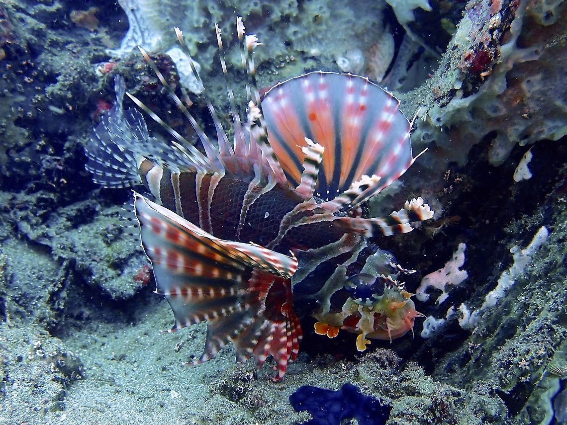 Zebra Lionfish - Dendrochirus zebra  Anilao,Batangas,Dendrochirus zebra,Fish,Lionfish,Philippines,Zebra Lionfish,Zebra Turkeyfish