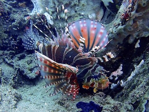 Zebra Lionfish - Dendrochirus zebra  Anilao,Batangas,Dendrochirus zebra,Fish,Lionfish,Philippines,Zebra Lionfish,Zebra Turkeyfish