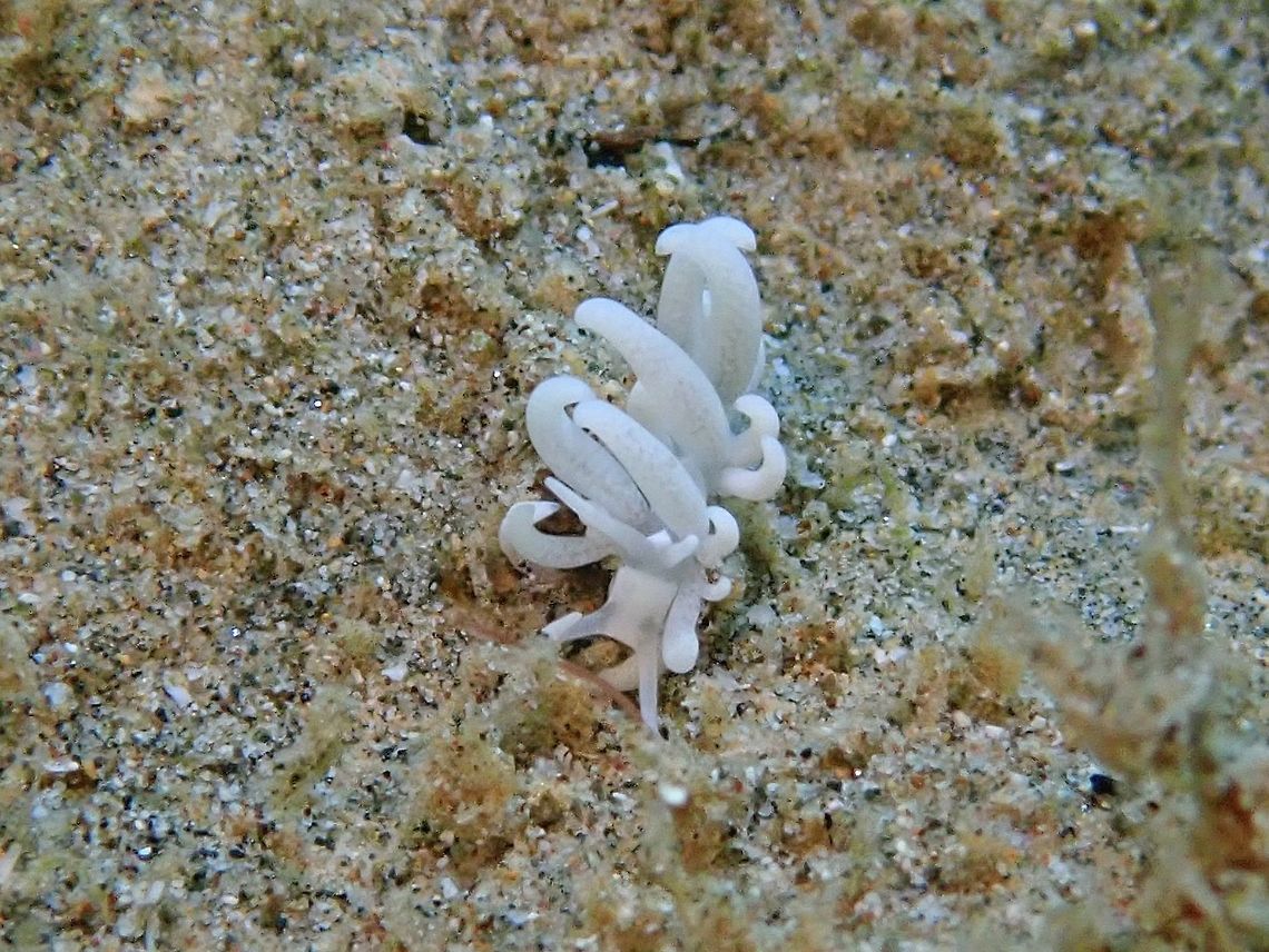 Nudibranch - Phyllodesmium pecten  Anilao,Batangas,Nudibranch,Philippines,Phyllodesmium pecten