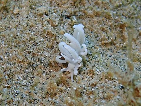 Nudibranch - Phyllodesmium pecten  Anilao,Batangas,Nudibranch,Philippines,Phyllodesmium pecten