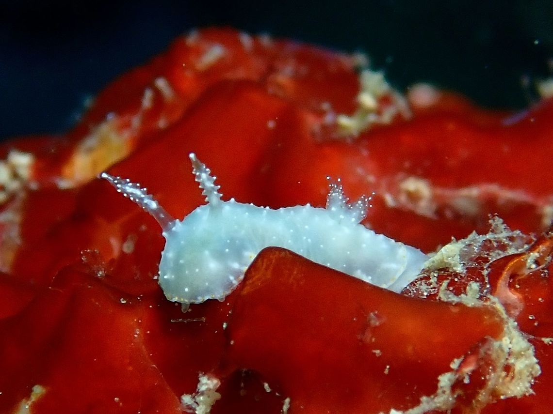 Nudibranch - Goniobranchus sp This tiny Nudibranch of less than 1 cm in size, is a yet to be described species from the genus Goniobranchus. Anilao,Batangas,Goniobranchus,Goniobranchus sp,Nudibranch,Philippines