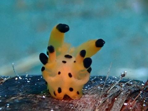 Not a Pikachu This small Nudibranch of less than 1 cm in size is a yet to be described species from the genus Thecacera.
It looks similar to another species, Thecacera pacifica which is fondly known as the Pikachu Nudibranch. Anilao,Batangas,Nudibranch,Philippines,Thecacera,Thecacera sp