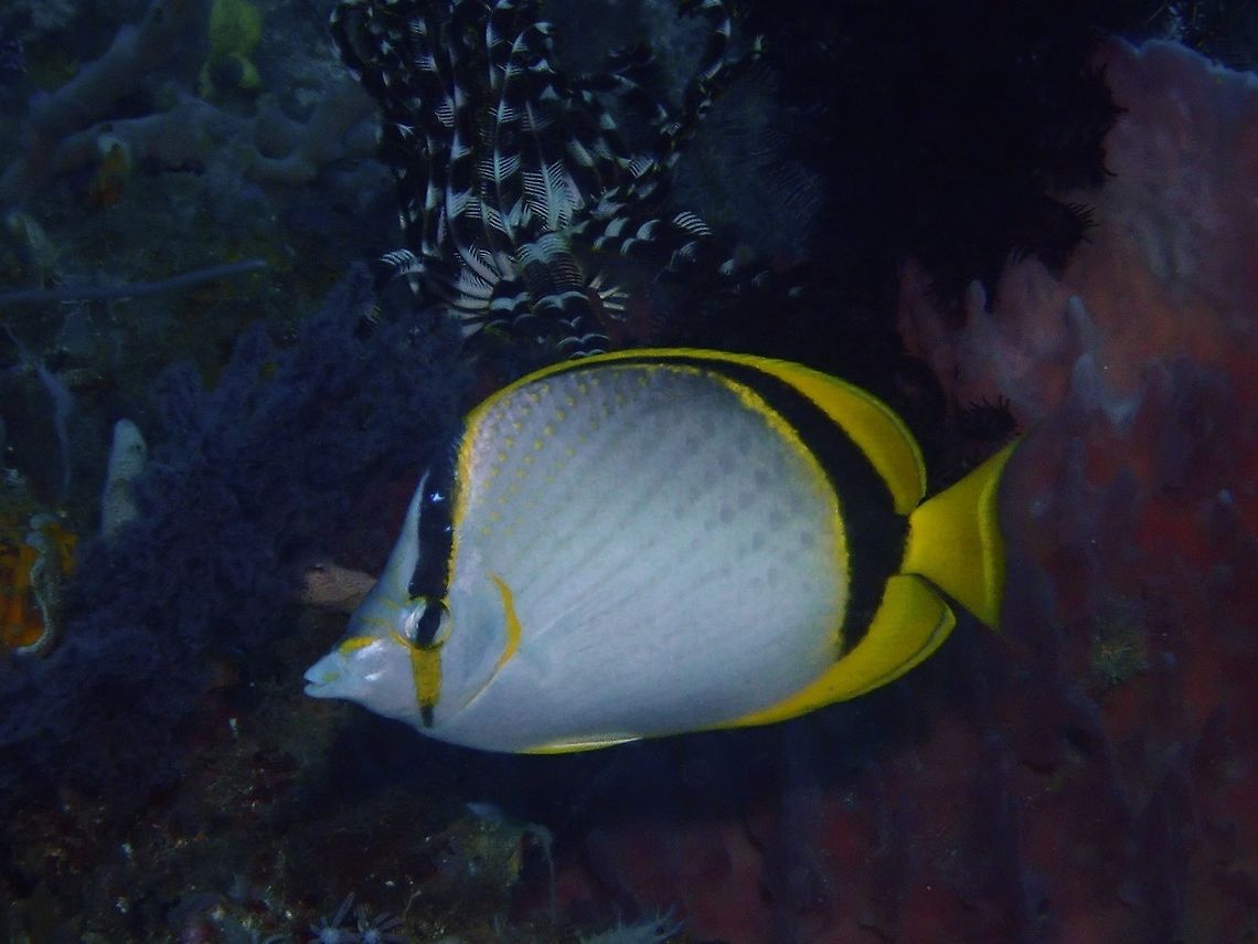 Yellow-Dotted Butterflyfish - Chaetodon selene  Anilao,Batangas,Butterflyfish,Chaetodon selene,Fish,Philippines,Yellow-dotted Butterflyfish