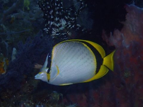 Yellow-Dotted Butterflyfish - Chaetodon selene  Anilao,Batangas,Butterflyfish,Chaetodon selene,Fish,Philippines,Yellow-dotted Butterflyfish