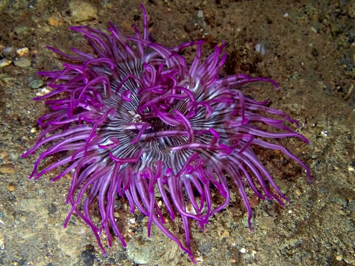 I'm Purple! Bright purple coloured Sea Anemone among sandy bottom, further hi-lights its beauty. Anemone,Anilao,Batangas,Philippines,Sea Anemone