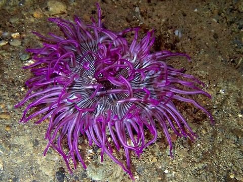 I'm Purple! Bright purple coloured Sea Anemone among sandy bottom, further hi-lights its beauty. Anemone,Anilao,Batangas,Philippines,Sea Anemone