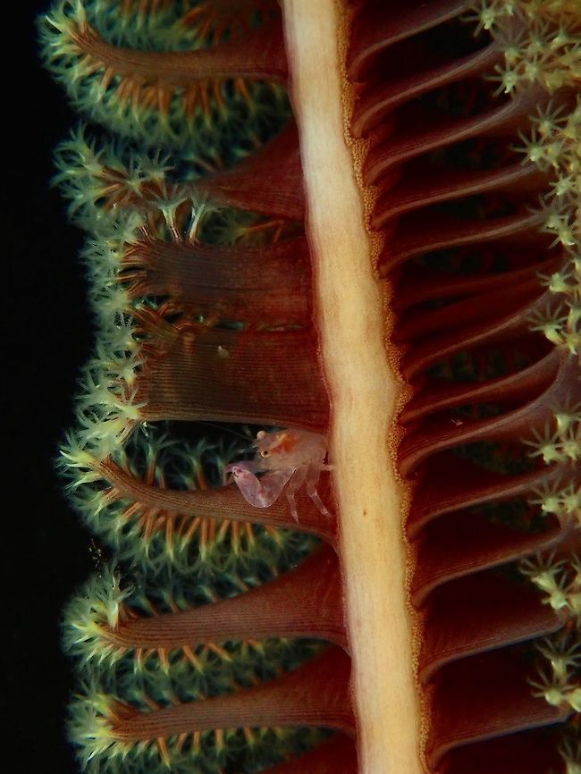 Living in Sea Pen Condo This small sized Porcelain Crab - Porcellanella haigae are usually found living among Sea Pens and other Whip/Black Corals. Anilao,Batangas,Crab,Haig's Porcelain Crab,Philippines,Porcelain Crab,Porcellanella haigae
