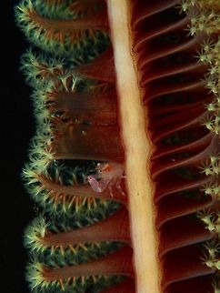Living in Sea Pen Condo This small sized Porcelain Crab - Porcellanella haigae are usually found living among Sea Pens and other Whip/Black Corals. Anilao,Batangas,Crab,Haig's Porcelain Crab,Philippines,Porcelain Crab,Porcellanella haigae