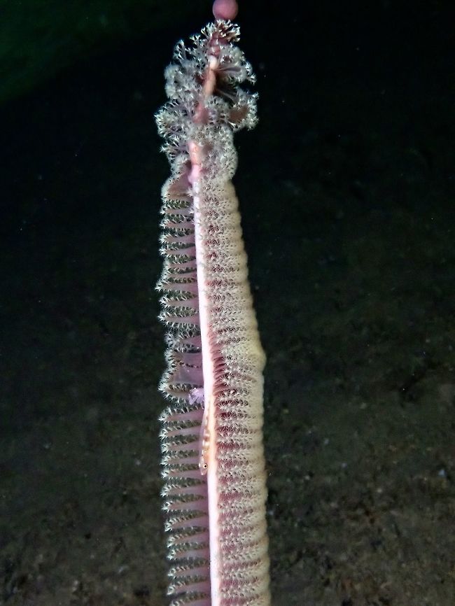 Sea Pen - Virgularia gustavian This Sea Pen - Virgularia gustavian got its common name for its similarity with the olden days &#039;feathered pen&#039;.<br />
They can be found among sandy bottom, with the &#039;pen&#039; protruding out of the sandy bottom.  They usually play host to some crabs, shrimps and gobies. In the picture, a Porcelain Crab and a Goby can be seen. Anilao,Batangas,Philippines,Sea Pen,Virgularia gustavian
