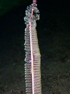 Sea Pen - Virgularia gustavian This Sea Pen - Virgularia gustavian got its common name for its similarity with the olden days 'feathered pen'.
They can be found among sandy bottom, with the 'pen' protruding out of the sandy bottom.  They usually play host to some crabs, shrimps and gobies. In the picture, a Porcelain Crab and a Goby can be seen. Anilao,Batangas,Philippines,Sea Pen,Virgularia gustavian