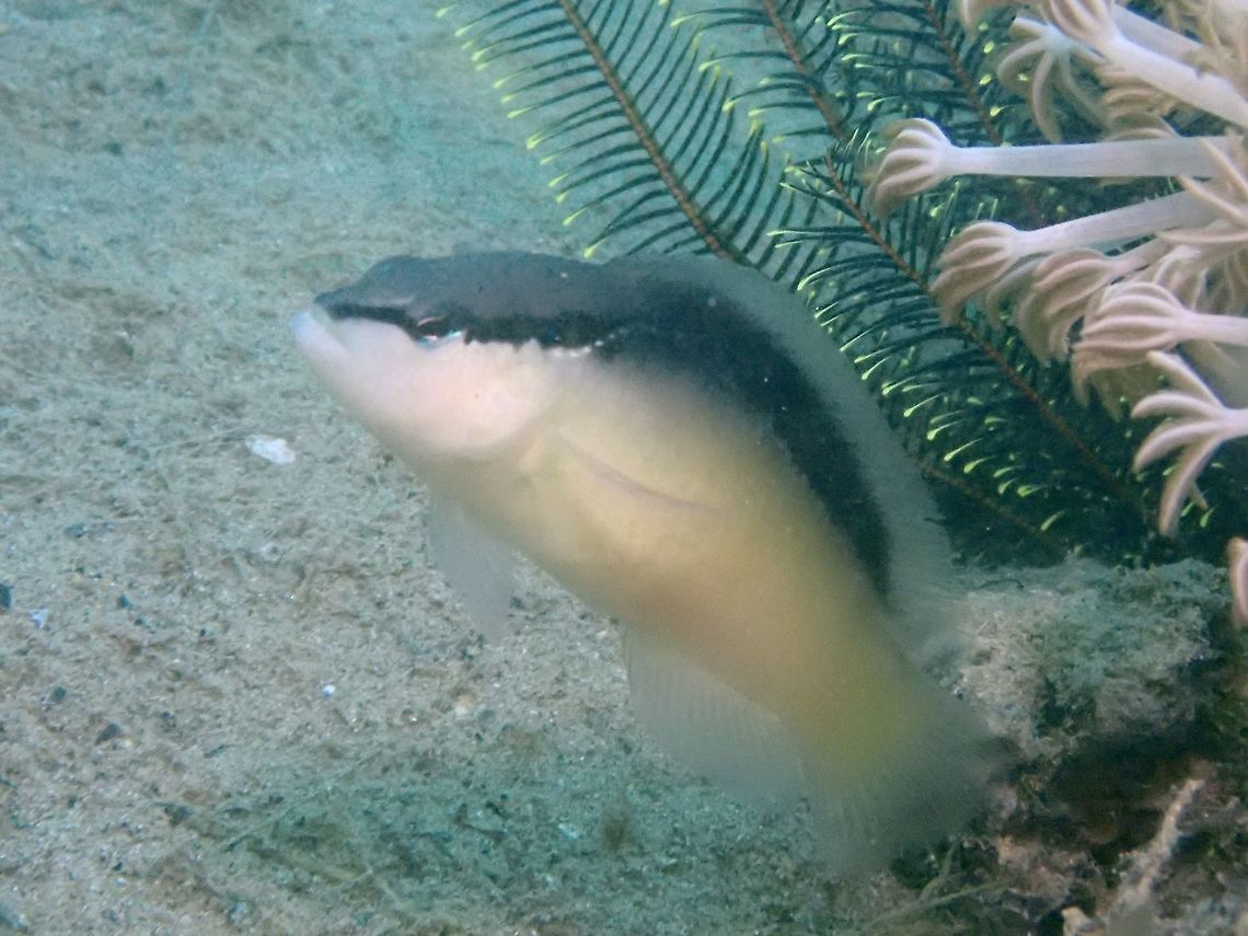 Blackstripe Dottyback  Blackstripe Dottyback,Pseudochromis perspicillatus
