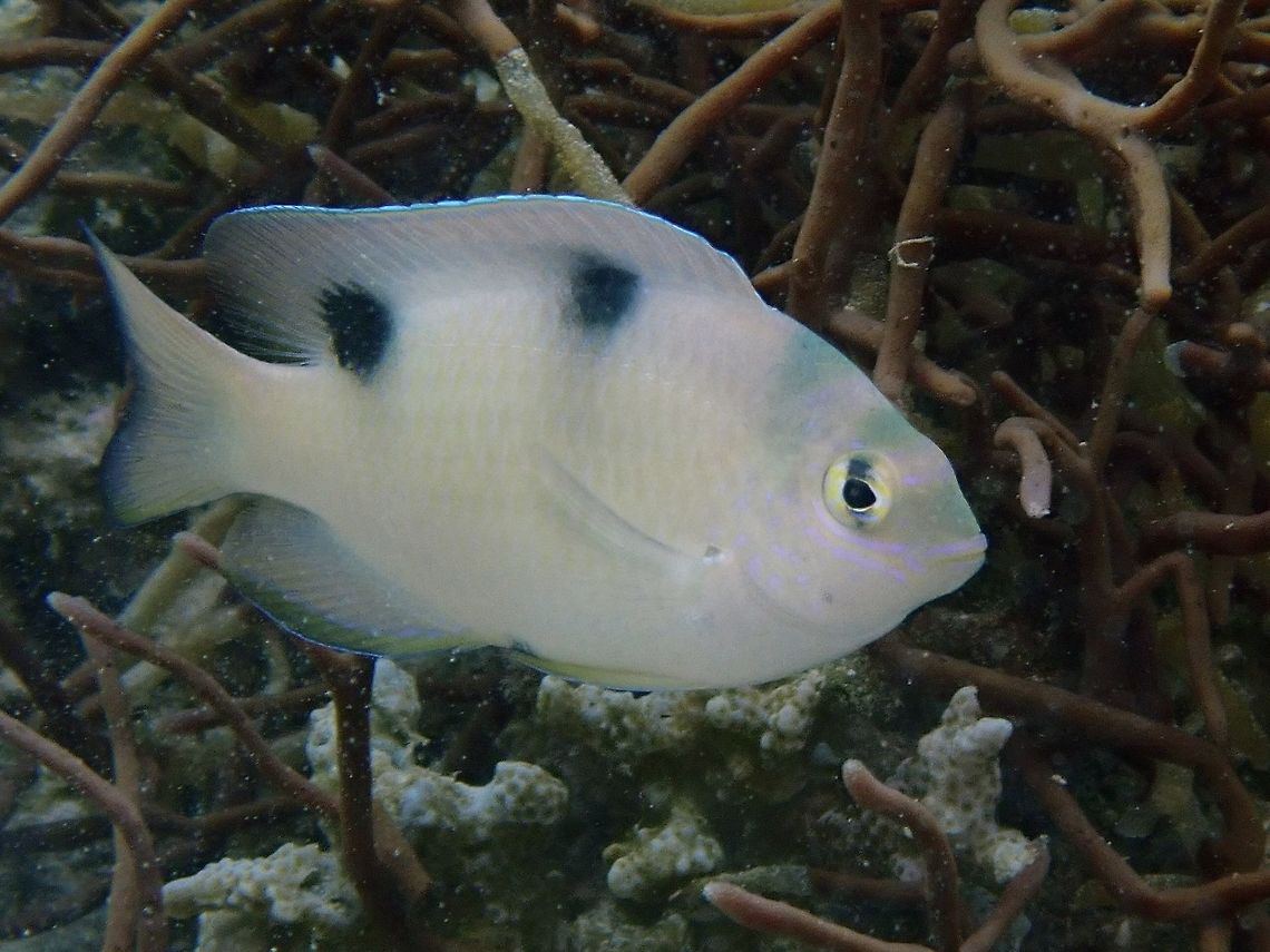 White Damsel - Dischistodus perspicillatus  Anilao,Batangas,Damsel,Damselfish,Dischistodus perspicillatus,Fish,Philippines,White Damsel