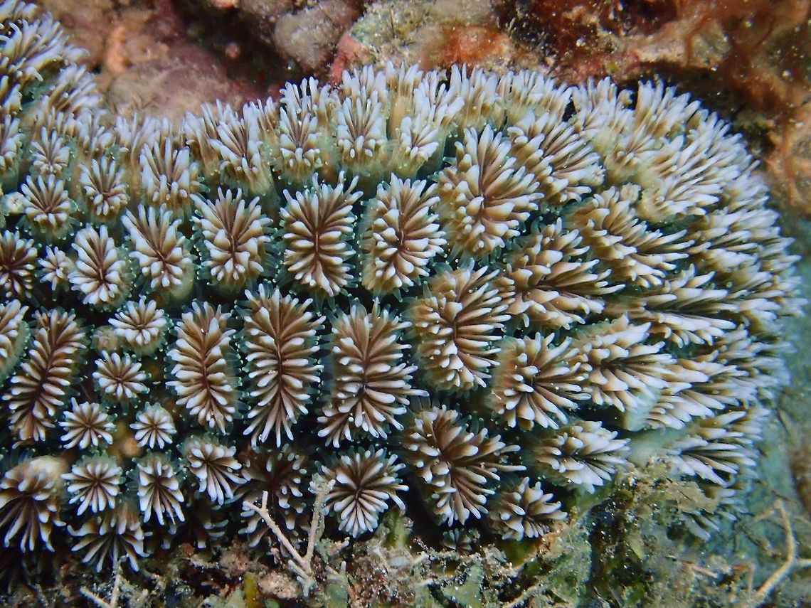 Stony Corals - Galaxea astreata  Anilao,Batangas,Corals,Galaxea astreata,Philippines,Stony Corals