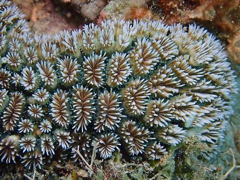 Stony Corals - Galaxea astreata  Anilao,Batangas,Corals,Galaxea astreata,Philippines,Stony Corals