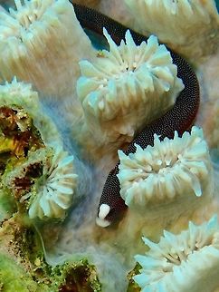 Braun's Pughead Pipefish - Bulbonaricus brauni  Anilao,Batangas,Braun's Pughead Pipefish,Bulbonaricus brauni,Fish,Philippines,Pipefish