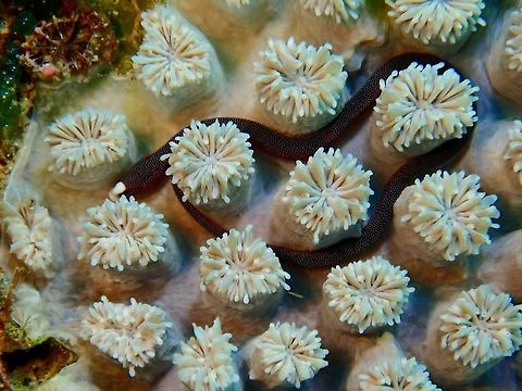 Braun's Pughead Pipefish  Braun's Pughead Pipefish,Bulbonaricus brauni
