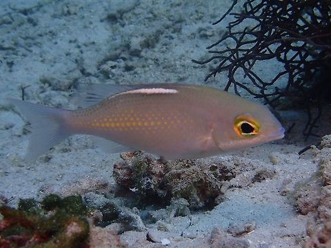 Whitestreak Monocle Bream - Scolopsis ciliata  Anilao,Batangas,Bream,Fish,Monocle Bream,Philippines,Saw-jawed Monocle Bream,Scolopsis ciliata