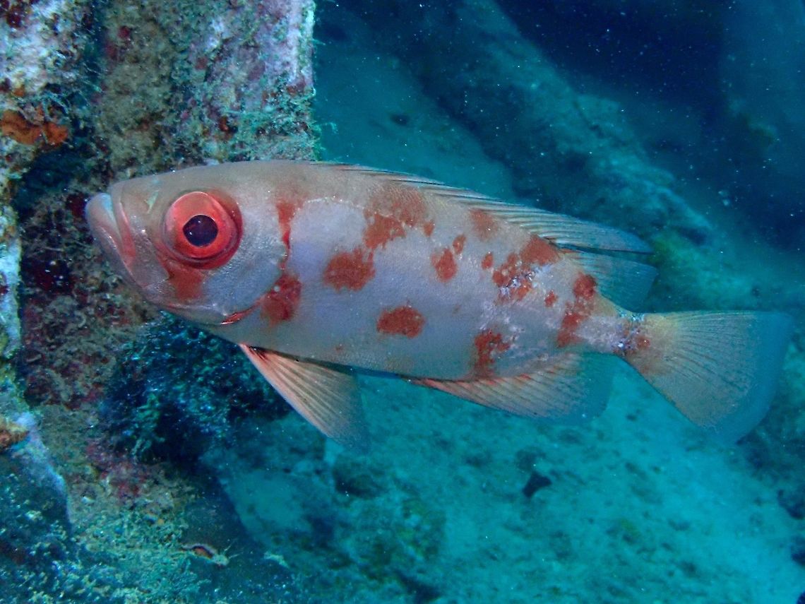 Bloch's Bigeye - Priacanthus blochii Blotched phase of Bloch&#039;s Bigeye - Priacanthus blochii with silvery blotched pattern, have the ability to intensify or diminish color and markings. Anilao,Batangas,Bigeye,Bloch's Bigeye,Fish,Philippines,Priacanthus blochii