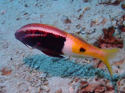 Bicolor Goatfish - Parupeneus barberinoides  Anilao,Batangas,Bicolor Goatfish,Fish,Goatfish,Parupeneus barberinoides,Philippines