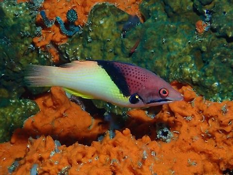 Blackbelt Hogfish - Bodianus mesothorax  Anilao,Batangas,Blackbelt Hogfish,Bodianus mesothorax,Fish,Hogfish,Philippines,Split-level Hogfish
