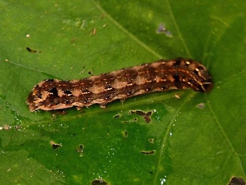 Caterpillar of Tobacco Cutworm - Spodoptera litura  Batangas,Caterpillar,Maricaban Island,Moth,Philippines,Spodoptera litura,Tobacco Cutworm