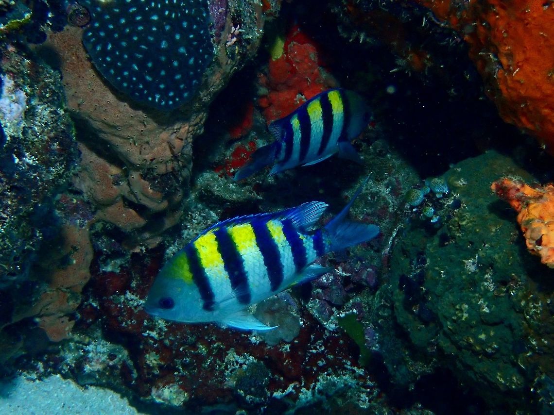 Indo-Pacific Sergeant - Abudefduf vaigiensis The Indo-Pacific Sergeant - Abudefduf vaigiensis is gray with 5 black to purple or blue bars (including bar at tail base); frequently with yellow back. Abudefduf vaigiensis,Anilao,Batangas,Damselfish,Fish,Indo-Pacific Sergeant,Philippines,Sergeant Fish