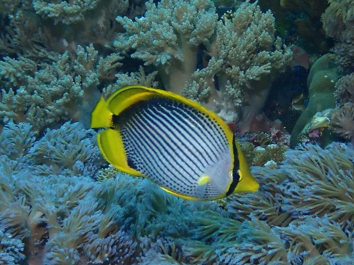 Black-backed Butterflyfish - Chaetodon melannotus  Anilao,Batangas,Blackback Butterflyfish,Butterflyfish,Chaetodon melannotus,Fish,Philippines