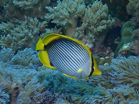 Black-backed Butterflyfish - Chaetodon melannotus  Anilao,Batangas,Blackback Butterflyfish,Butterflyfish,Chaetodon melannotus,Fish,Philippines