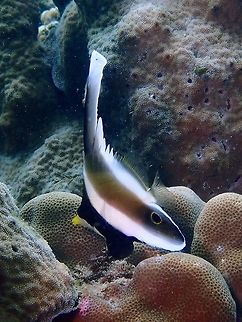 Pennant Bannerfish - Heniochus chrysostomus The Pennant Bannerfish - Heniochus chrysostomus is white with black band on head, mid-body and upper rear body, yellow upper snout; tallest dorsal spine trails feather-like pennant. Anilao,Bannerfish,Batangas,Fish,Heniochus chrysostomus,Pennant Bannerfish,Philippines