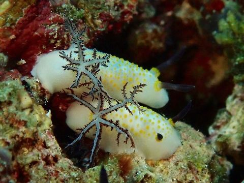 Nudibranch couple - Taringa halgerda  Anilao,Batangas,Nudibranch,Philippines,Taringa halgerda