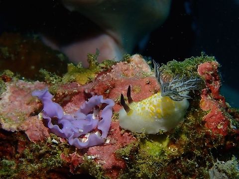 Lavender-coloured Eggs This Nudibranch - Taringa halgerda probably has finished laying her eggs, which is the lavender/purple coloured ribbon like stuff on the left. Anilao,Batangas,Nudibranch,Philippines,Taringa halgerda