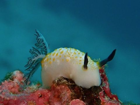 Nudibranch - Taringa halgerda  Anilao,Batangas,Nudibranch,Philippines,Taringa halgerda
