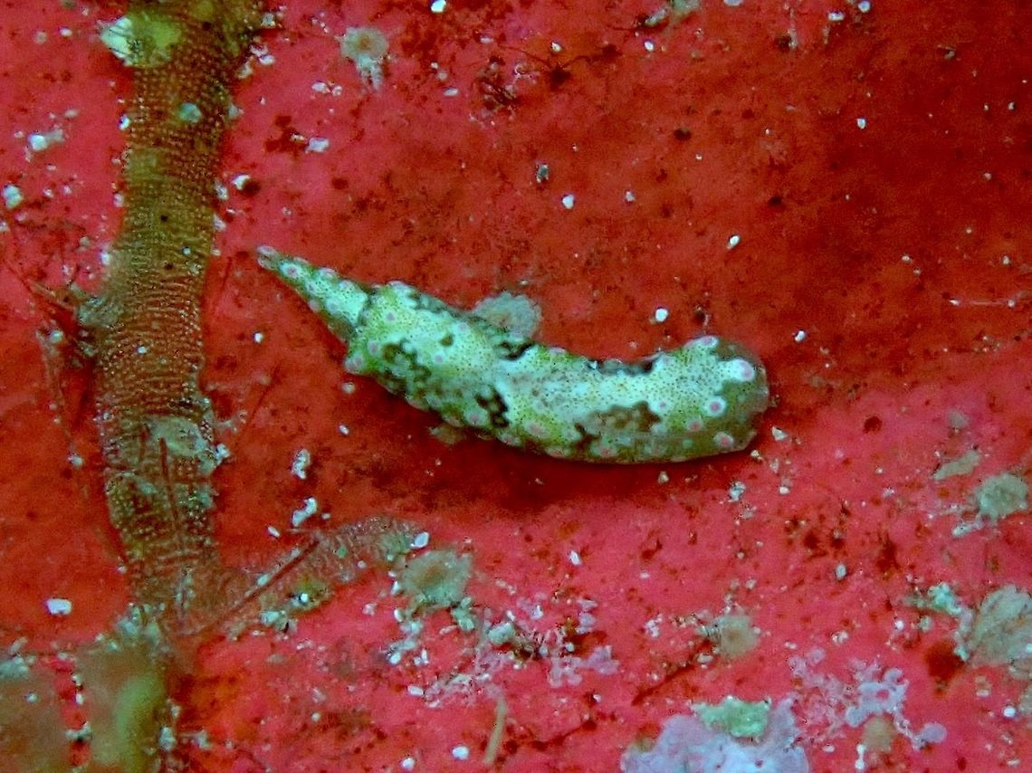 Nudibranch - Odontoglaja guamensis Until this interesting animal was discovered by Clay Carlson &amp; Patty-Jo Hoff in Guam in 1978, all aglajids were characterised by the lack of radular teeth and gizzard plates. These predatory opisthobranchs, related to Philine, have reached a peak in predatory specialisation eating highly mobile prey animals including polychaete worms and other opisthobranch molluscs. Anilao,Batangas,Nudibranch,Odontoglaja guamensis,Philippines