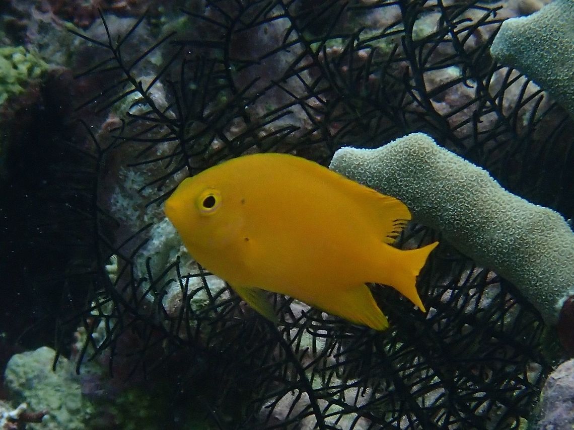 Lemon Damsel - Pomacentrus moluccensis  Anilao,Batangas,Damselfish,Fish,Lemon Damsel,Philippines,Pomacentrus moluccensis