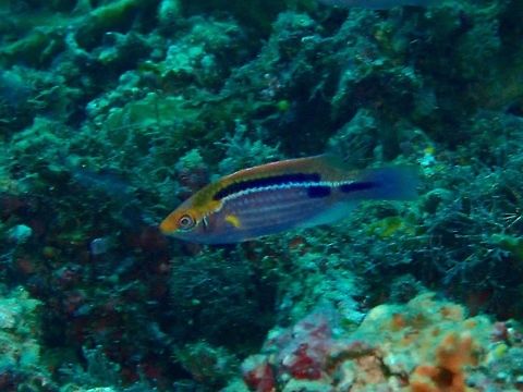 Orangeback Wrasse - Pomacentrus bankanensis The Orangeback Wrasse - Pomacentrus bankanensis is orange to yellow upper head, back and dorsal fin, purplish white below; row of maroon to purple spots on back and another on middle of tail bese with white stripe between. Anilao,Batangas,Cirrhilabrus lubbocki,Fish,Lubbock's Wrasse,Orangeback Wrasse,Philippines,Wrasse