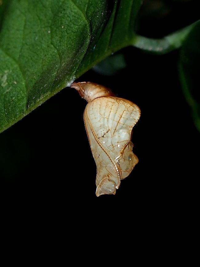 Golden Chrysalis Came across this lovely Chrysalis just outside the compound of the Resort I was staying at and noticing that it is near to e-close, I kept watch on it.  Unfortunately, I missed the Butterfly emerging from it as I was out scuba diving, but was able to verify the ID to Lasippa illigera illigera based on the emerged Butterfly.<br />
<br />
This is the Butterfly :<br />
<br />
<figure class="photo"><a href="https://www.jungledragon.com/image/64326/butterfly_-_lasippa_illigera_illigera.html" title="Butterfly - Lasippa illigera illigera"><img src="https://s3.amazonaws.com/media.jungledragon.com/images/2994/64326_thumb.jpg?AWSAccessKeyId=05GMT0V3GWVNE7GGM1R2&Expires=1770854410&Signature=%2FAYeYBGT3TsXmc9LT0YthRTxSIc%3D" width="200" height="150" alt="Butterfly - Lasippa illigera illigera This Butterfly emerged from this Chrysalis :<br />
<br />
https://www.jungledragon.com/image/64324/golden_chrysalis.html<br />
 Batangas,Butterfly,Lasippa illigera,Lasippa illigera illigera,Mabini,Philippines,Sailer" /></a></figure> Batangas,Butterfly,Lasippa illigera,Mabini,Philippines,Sailor