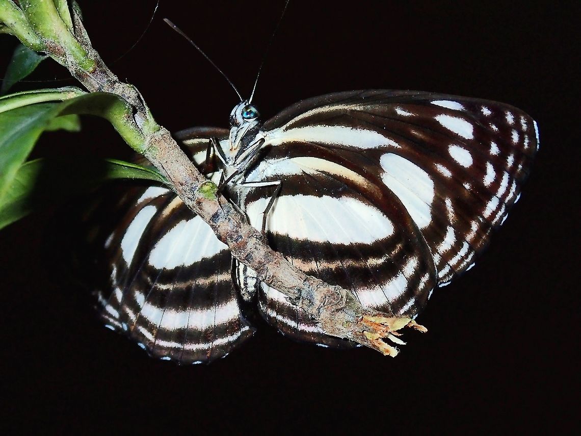 Sailer - Lasippa illigera illigera  Batangas,Butterfly,Lasippa illigera,Lasippa illigera illigera,Mabini,Philippines,Sailer