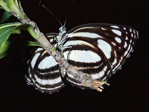 Sailer - Lasippa illigera illigera  Batangas,Butterfly,Lasippa illigera,Lasippa illigera illigera,Mabini,Philippines,Sailer