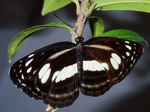Butterfly - Lasippa illigera illigera This Butterfly emerged from this Chrysalis :

https://www.jungledragon.com/image/64324/golden_chrysalis.html
 Batangas,Butterfly,Lasippa illigera,Lasippa illigera illigera,Mabini,Philippines,Sailer