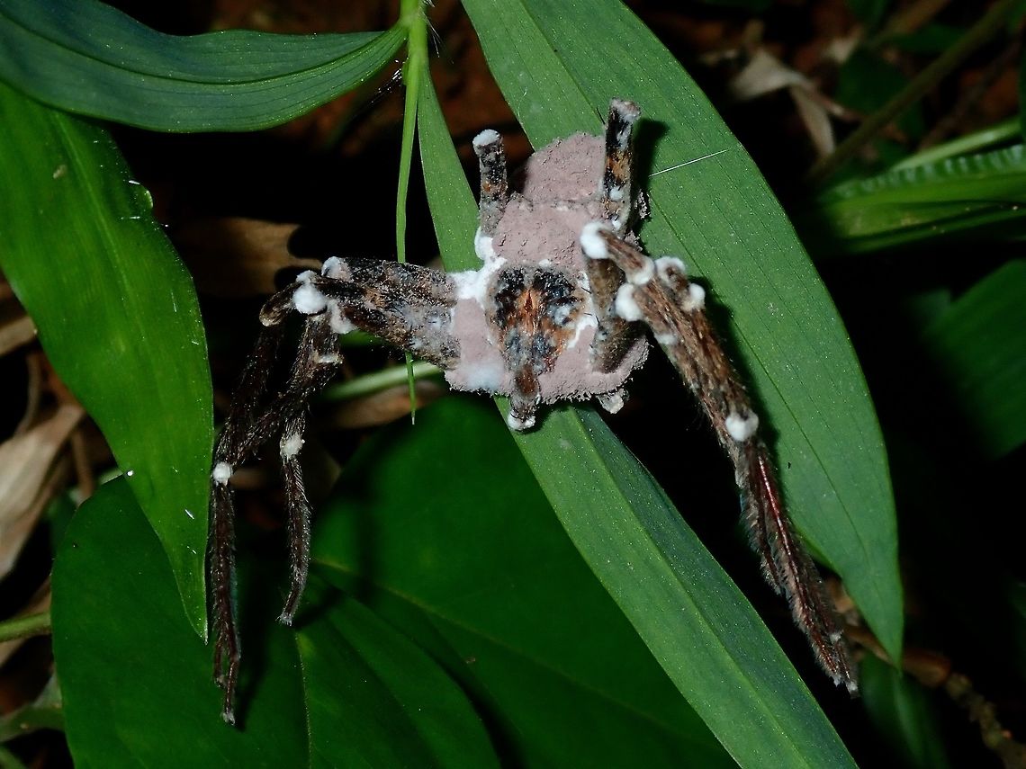 Fungi infected Spider This Spider, probably a Huntsman Spider had been infected by Fungi and is dead. Batangas,Fungi,Mabini,Philippines,Spider