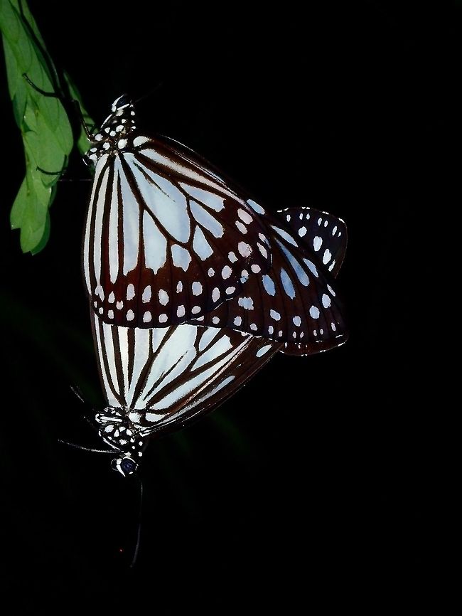Lovely Couple - Ideopsis juventa manillana  Batangas,Butterfly,Grey Glassy Tiger,Ideopsis juventa manillana,Mabini,Philippines