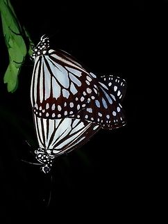 Lovely Couple - Ideopsis juventa manillana  Batangas,Butterfly,Grey Glassy Tiger,Ideopsis juventa manillana,Mabini,Philippines