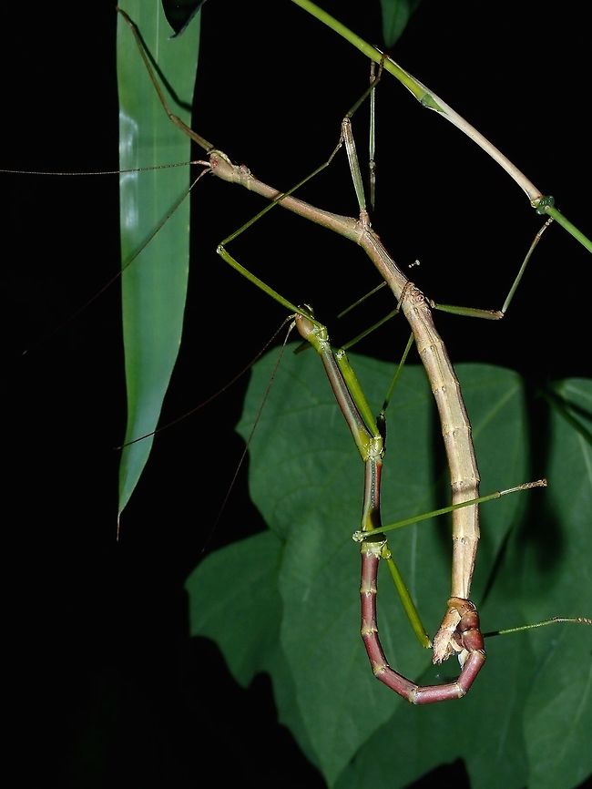 Sticky Couple Saw this pair and a few more of various stages (nymphs) of both males and females along a small road behind the Resort I was staying at during a night walk.  I have done several night walks along this small road but have never found any Phasmids or this particular one before, so this was a pleasant surprise.<br />
<br />
The adult females comes in variable colours of green, brown, grey with shades/patches in between.  Males have reddish abdomen.<br />
<br />
Not familiar with the ID or possible genus, could be Lonchodes or Lonchodiodes from tribe Lonchodini, family Phasmatidae Batangas,Mabini,Phasmatodea,Phasmid,Philippines,Stick Insect
