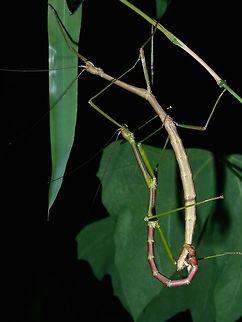 Sticky Couple Saw this pair and a few more of various stages (nymphs) of both males and females along a small road behind the Resort I was staying at during a night walk.  I have done several night walks along this small road but have never found any Phasmids or this particular one before, so this was a pleasant surprise.

The adult females comes in variable colours of green, brown, grey with shades/patches in between.  Males have reddish abdomen.

Not familiar with the ID or possible genus, could be Lonchodes or Lonchodiodes from tribe Lonchodini, family Phasmatidae Batangas,Mabini,Phasmatodea,Phasmid,Philippines,Stick Insect