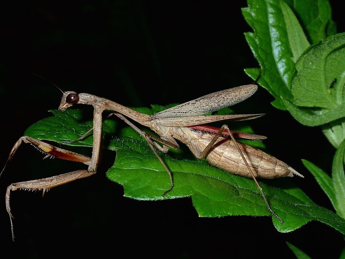 Praying Mantis - Statilia sp Female Praying Mantis of the genus Statilia, she has black and red underwings. Batangas,Mabini,Mantis,Philippines,Praying Mantis