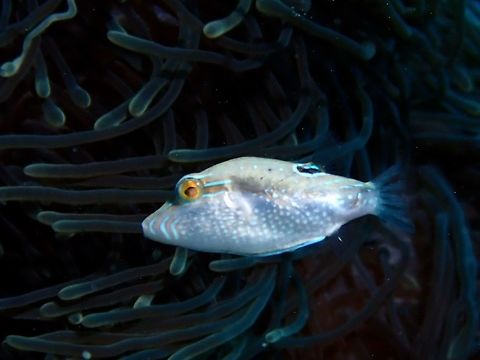 Whitebelly Toby - Canthigaster bennetti  Canthigaster bennetti,Fish,Maldives,Toby,Whitebelly Toby