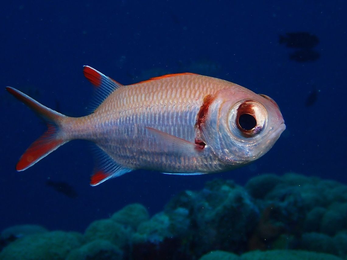 Splendid Soldierfish - Myripristis botche The Splendid Soldierfish - Myripristis botche is white with red scale margins; red dorsal, anal and tail fins with dark lobe tips and narrow white margins, dark brown edge on gill cover. Blacktip soldierfish,Fish,Maldives,Myripristis botche,Soldierfish,Splendid Soldierfish